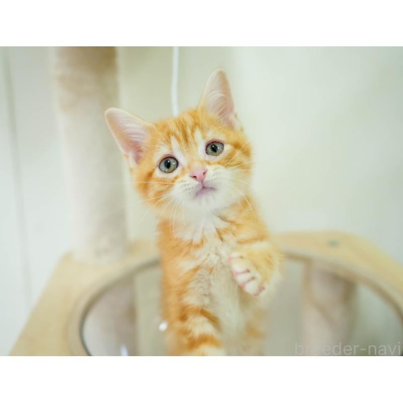 販売中の埼玉県のマンチカン-133004の10枚目