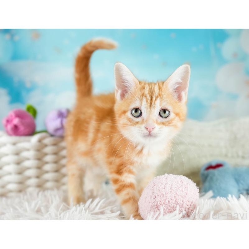 販売中の埼玉県のマンチカン-133004の9枚目