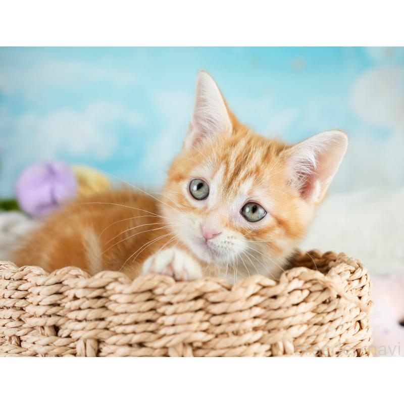 販売中の埼玉県のマンチカン-133004の8枚目