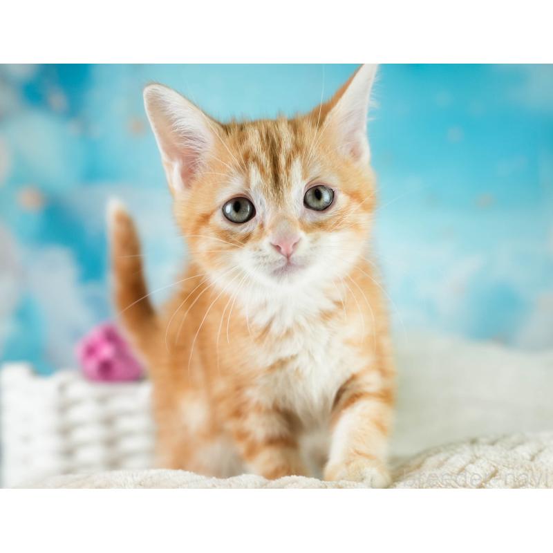 販売中の埼玉県のマンチカン-133004の7枚目