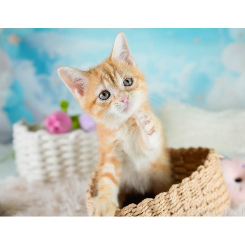 販売中の埼玉県のマンチカン-133004の6枚目