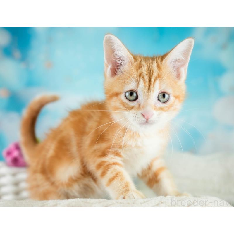 販売中の埼玉県のマンチカン-133004の5枚目