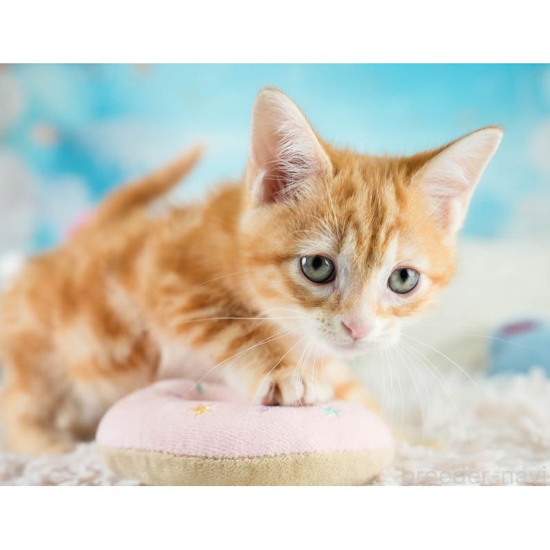 販売中の埼玉県のマンチカン-133004の4枚目