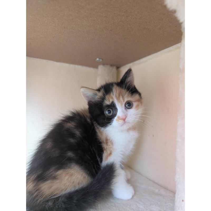 販売中の兵庫県のマンチカン-133003の9枚目