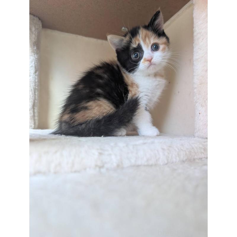 販売中の兵庫県のマンチカン-133003の8枚目