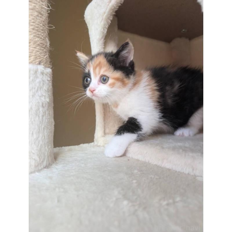 販売中の兵庫県のマンチカン-133003の7枚目