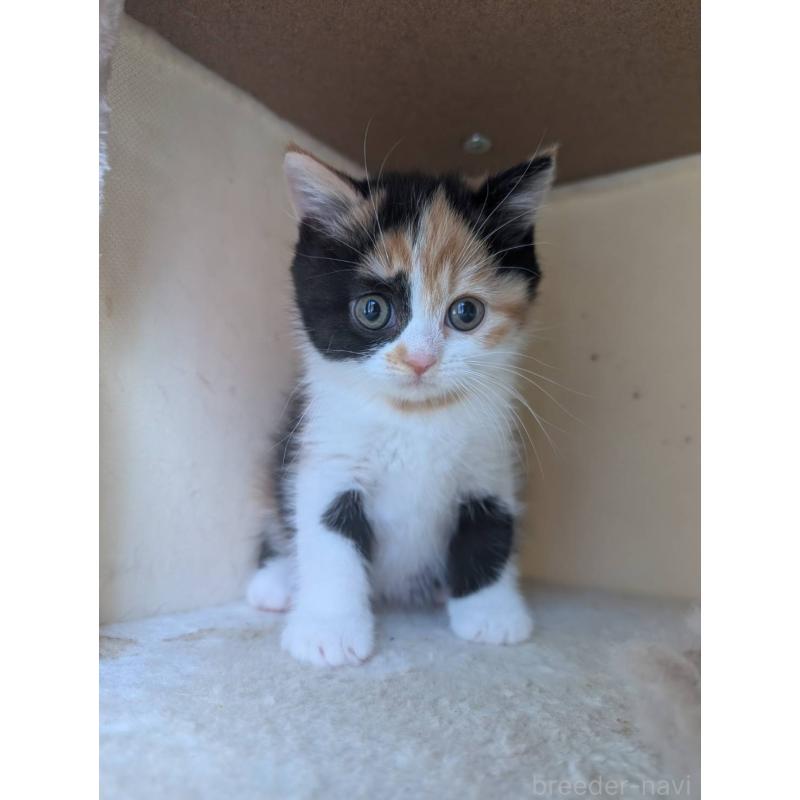 販売中の兵庫県のマンチカン-133003の6枚目