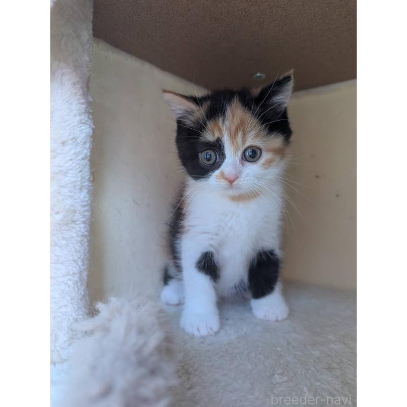 販売中の兵庫県のマンチカン-133003の5枚目