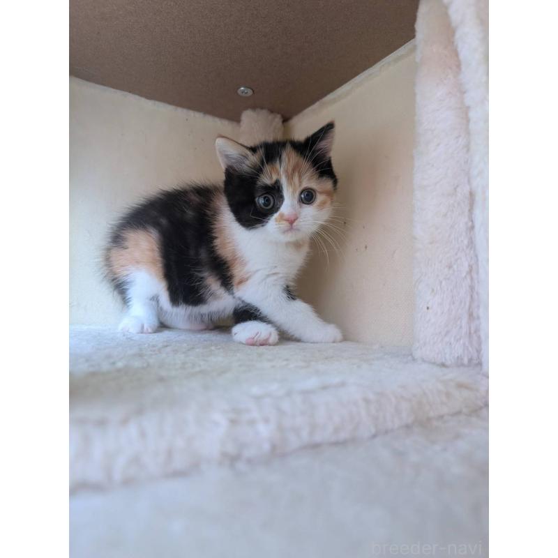 販売中の兵庫県のマンチカン-133003の4枚目