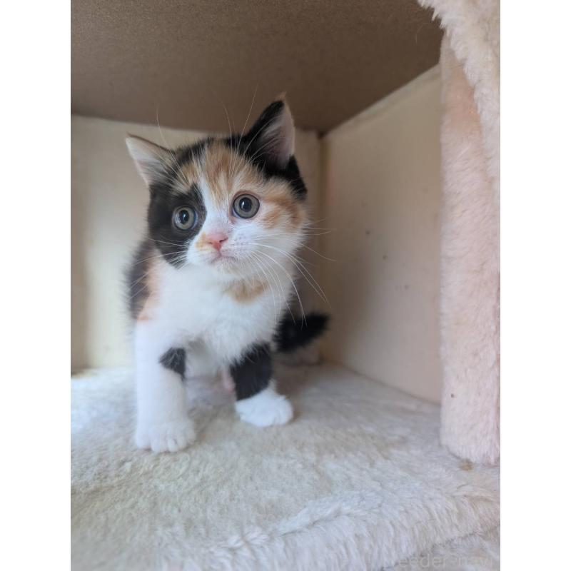 販売中の兵庫県のマンチカン-133003の3枚目