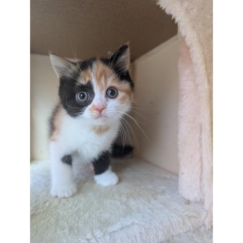 販売中の兵庫県のマンチカン-133003の2枚目