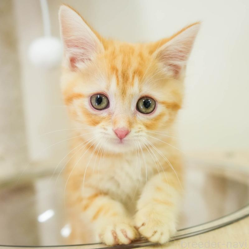 販売中の埼玉県のマンチカン-133005