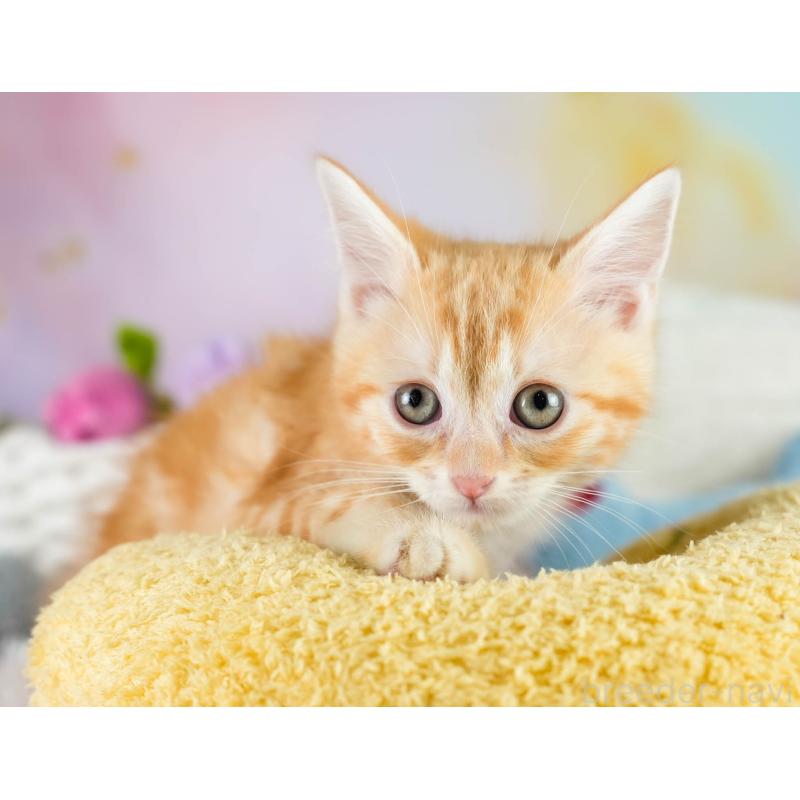 販売中の埼玉県のマンチカン-133005の12枚目