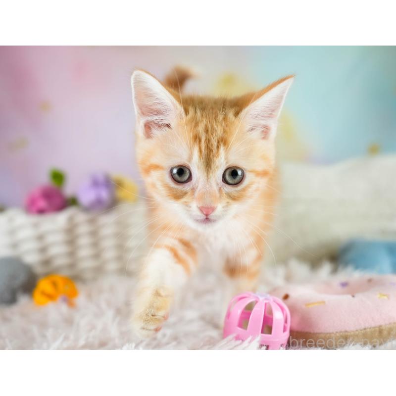 販売中の埼玉県のマンチカン-133005の11枚目