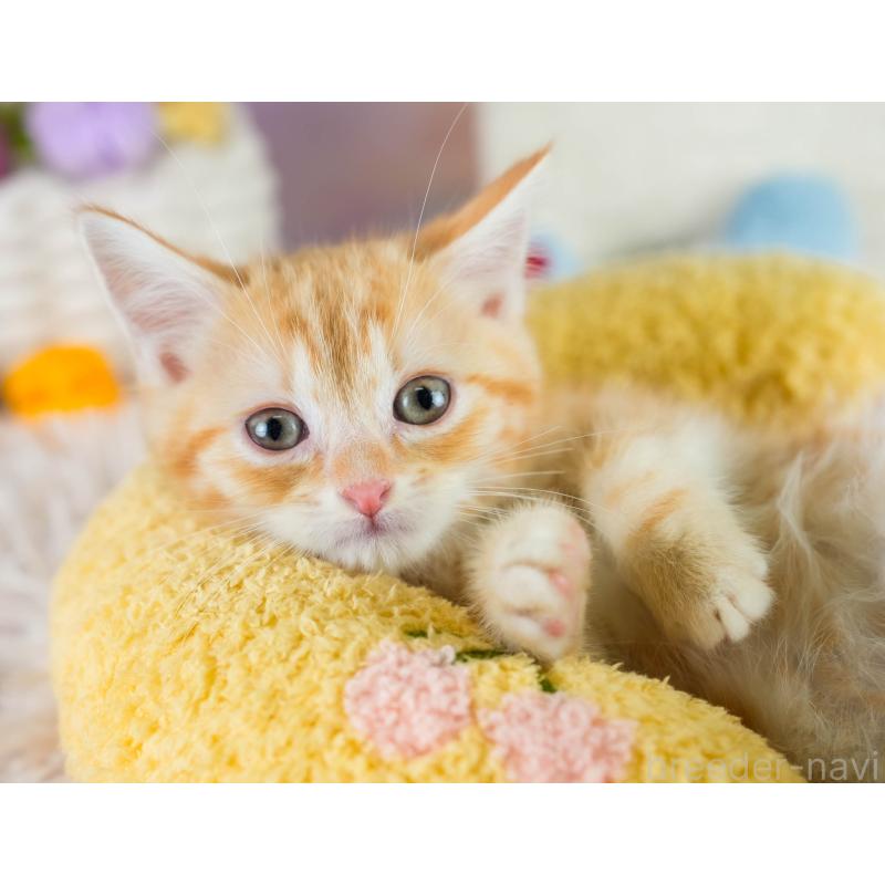 販売中の埼玉県のマンチカン-133005の10枚目