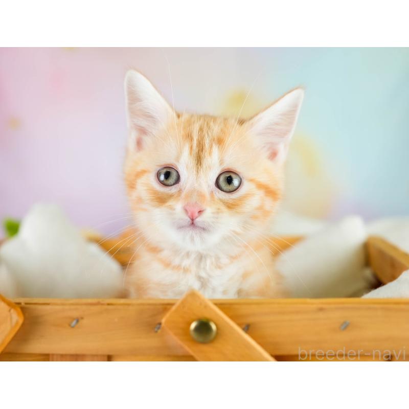 販売中の埼玉県のマンチカン-133005の9枚目