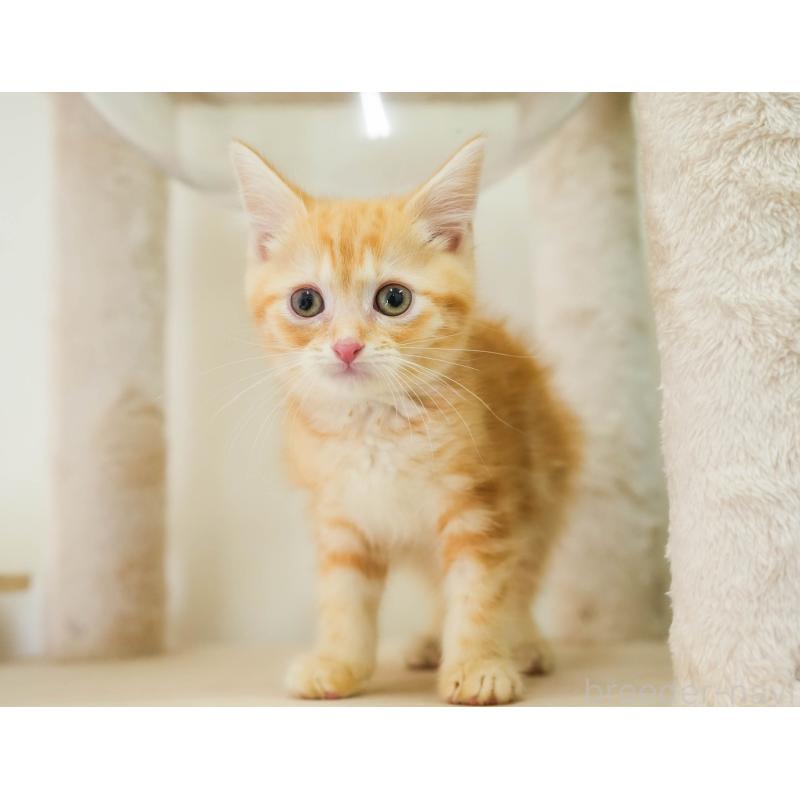 販売中の埼玉県のマンチカン-133005の8枚目