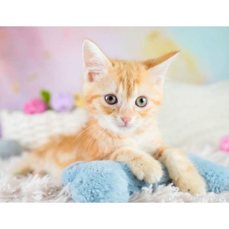 販売中の埼玉県のマンチカン-133005の7枚目