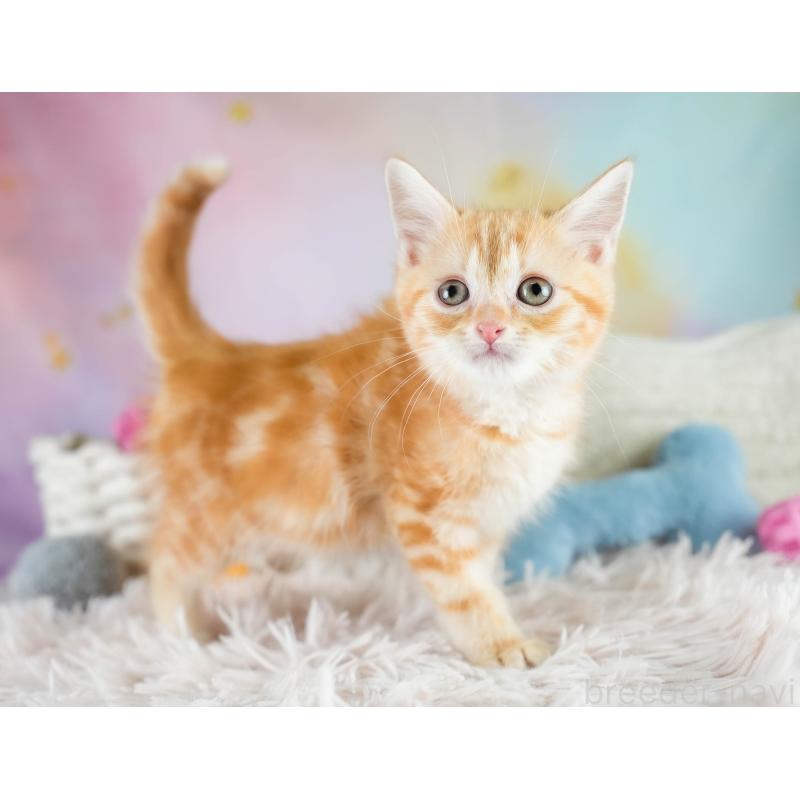 販売中の埼玉県のマンチカン-133005の6枚目