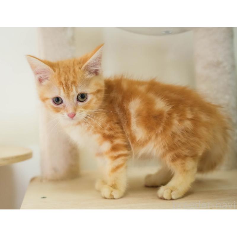 販売中の埼玉県のマンチカン-133005の5枚目