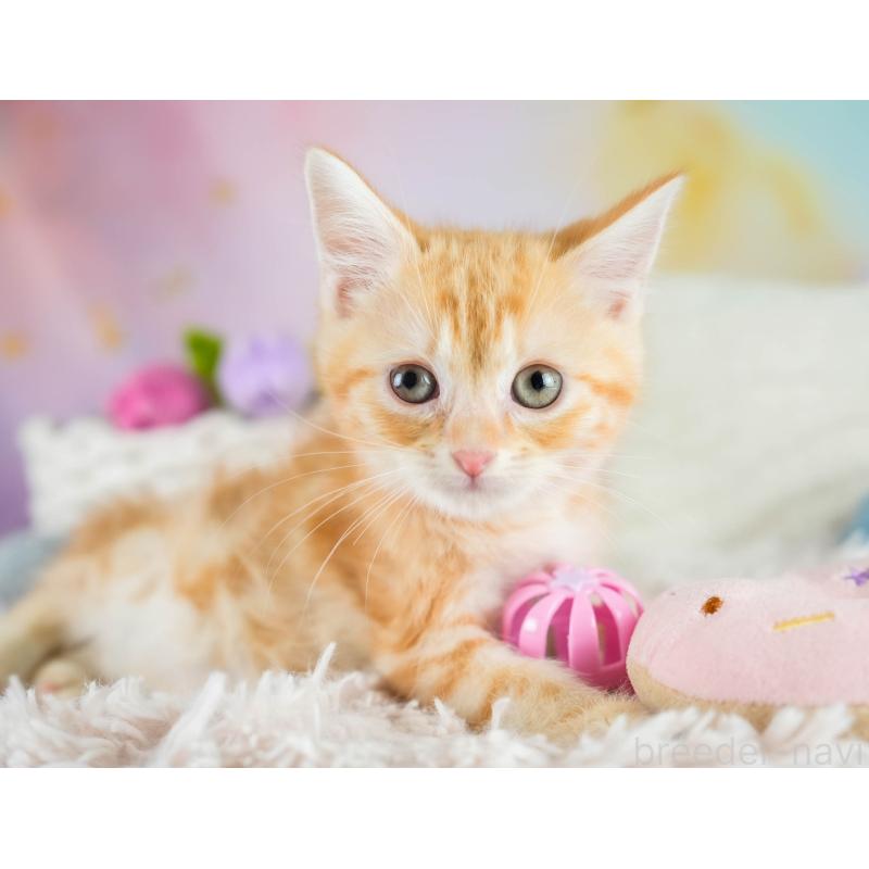 販売中の埼玉県のマンチカン-133005の4枚目