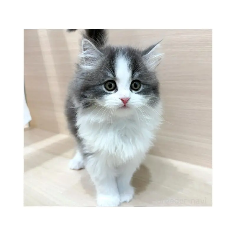 販売中の東京都のサイベリアン-133006