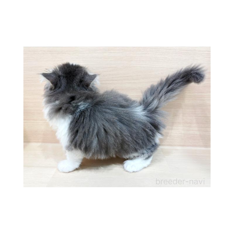 販売中の東京都のサイベリアン-133006の5枚目