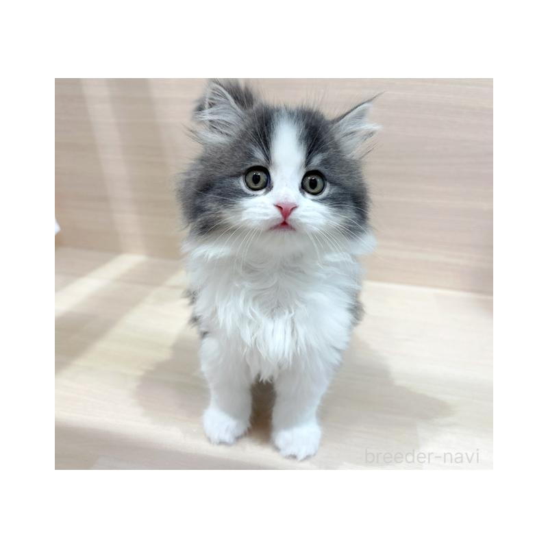 販売中の東京都のサイベリアン-133006の4枚目