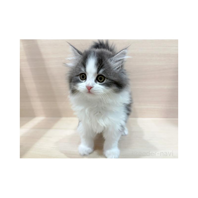 販売中の東京都のサイベリアン-133006の3枚目