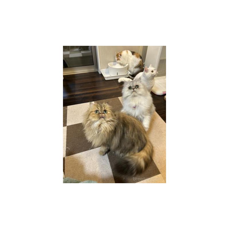 販売中の兵庫県のペルシャ(チンチラ)-133007の6枚目