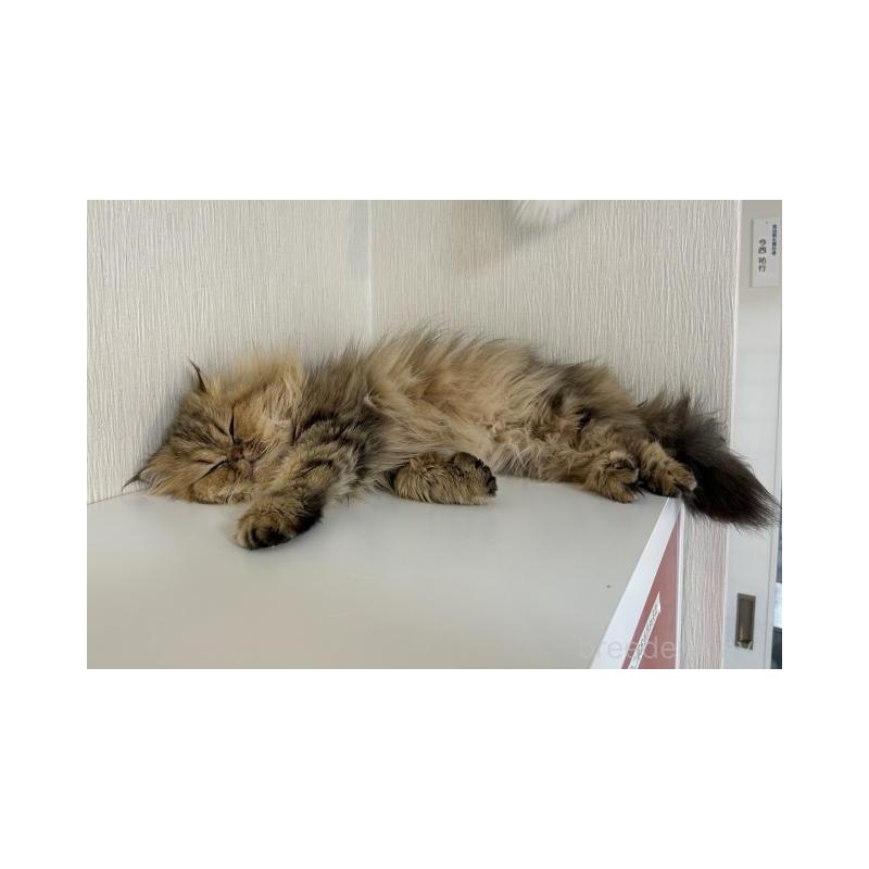 販売中の兵庫県のペルシャ(チンチラ)-133007の4枚目