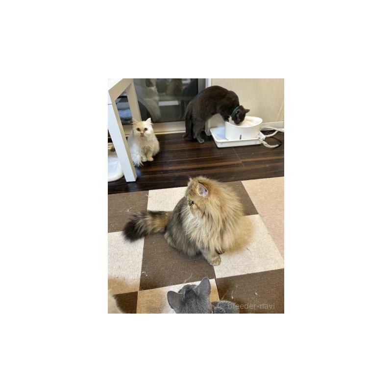 販売中の兵庫県のペルシャ(チンチラ)-133007の5枚目