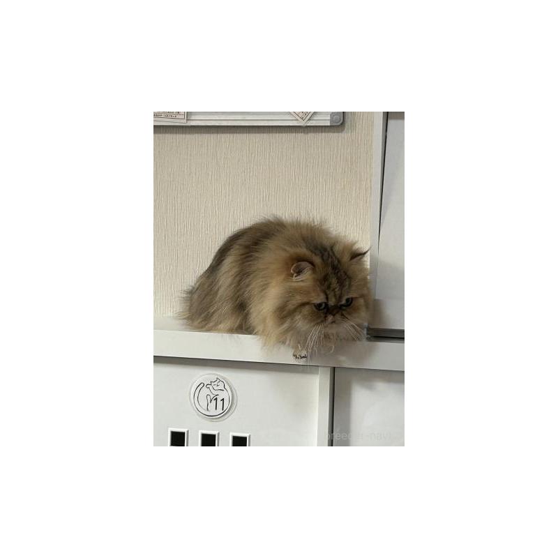 販売中の兵庫県のペルシャ(チンチラ)-133007の2枚目