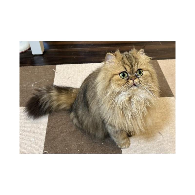 販売中の兵庫県のペルシャ(チンチラ)-133007の3枚目