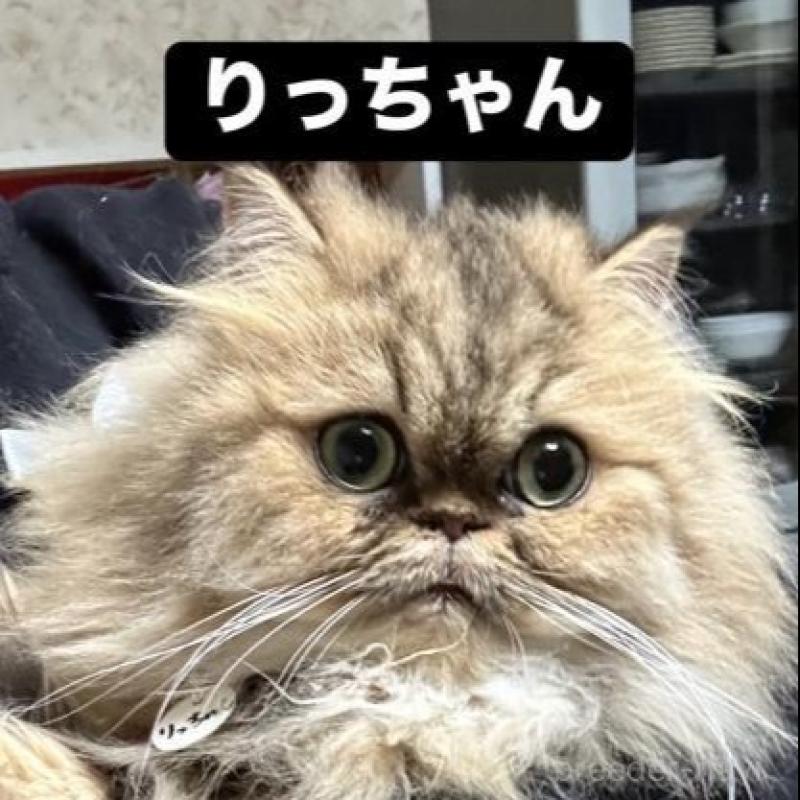 販売中の兵庫県のペルシャ(チンチラ)-133007