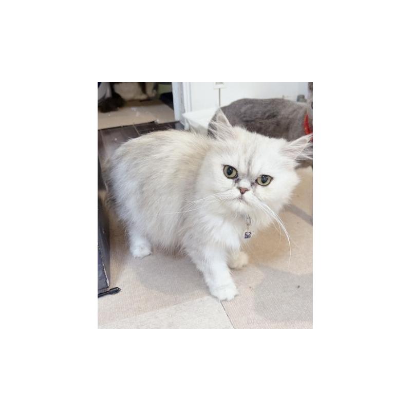 販売中の兵庫県のペルシャ(チンチラ)-133008の3枚目