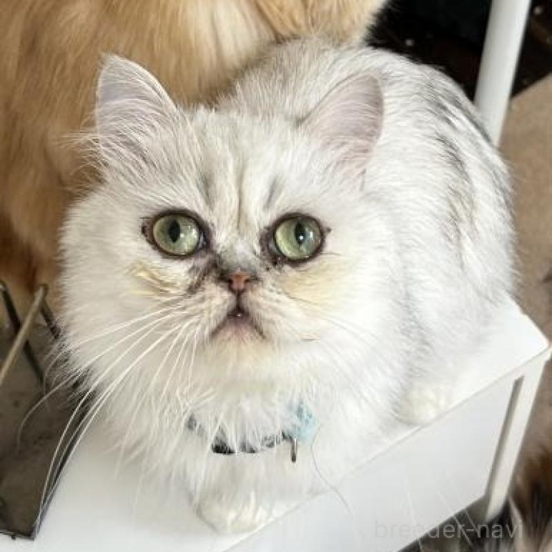 販売中の兵庫県のペルシャ(チンチラ)-133008