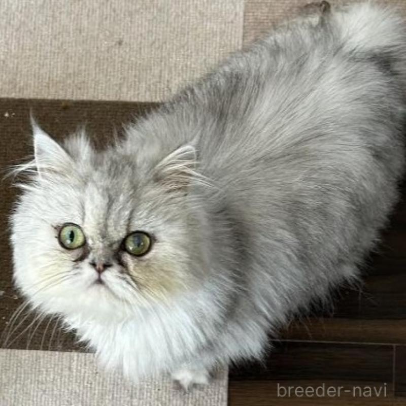販売中の兵庫県のペルシャ(チンチラ)-133009
