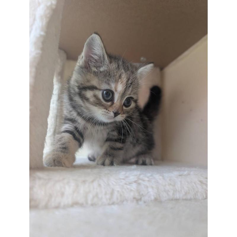 販売中の兵庫県のマンチカン-133010の14枚目