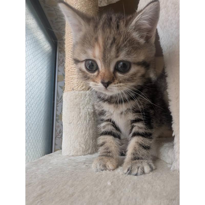 販売中の兵庫県のマンチカン-133010の12枚目