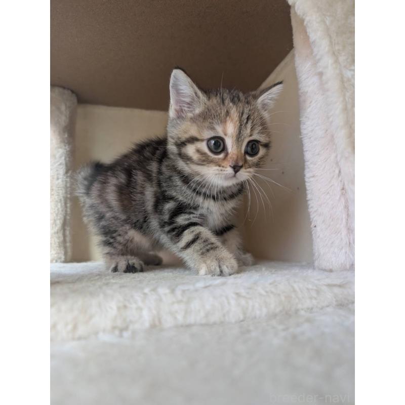 販売中の兵庫県のマンチカン-133010の13枚目