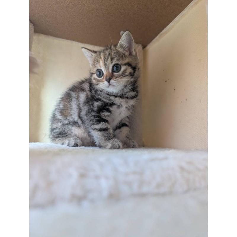 販売中の兵庫県のマンチカン-133010の11枚目