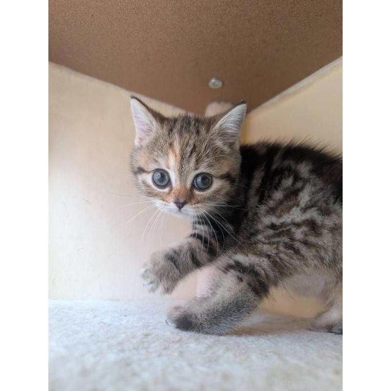 販売中の兵庫県のマンチカン-133010の10枚目