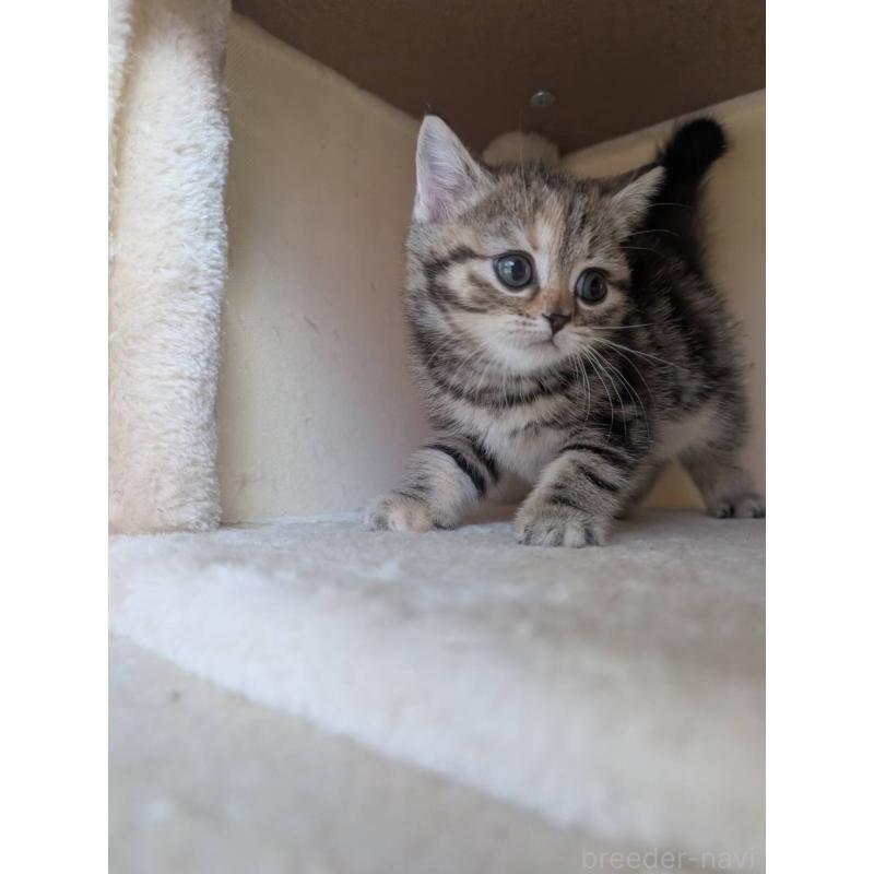 販売中の兵庫県のマンチカン-133010の9枚目