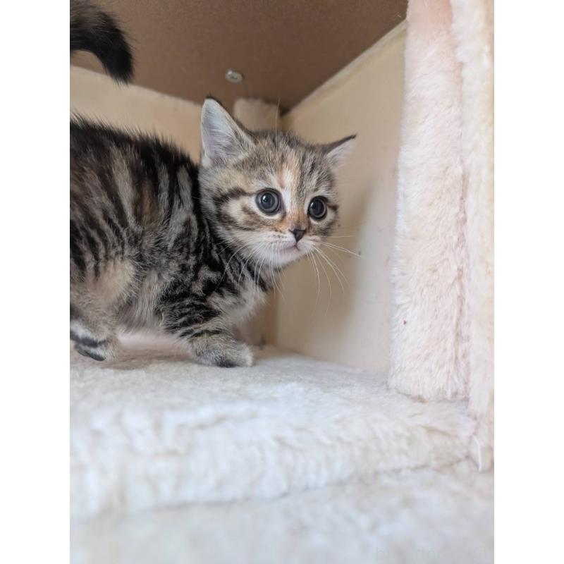 販売中の兵庫県のマンチカン-133010の8枚目