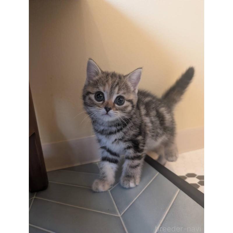 販売中の兵庫県のマンチカン-133010の7枚目