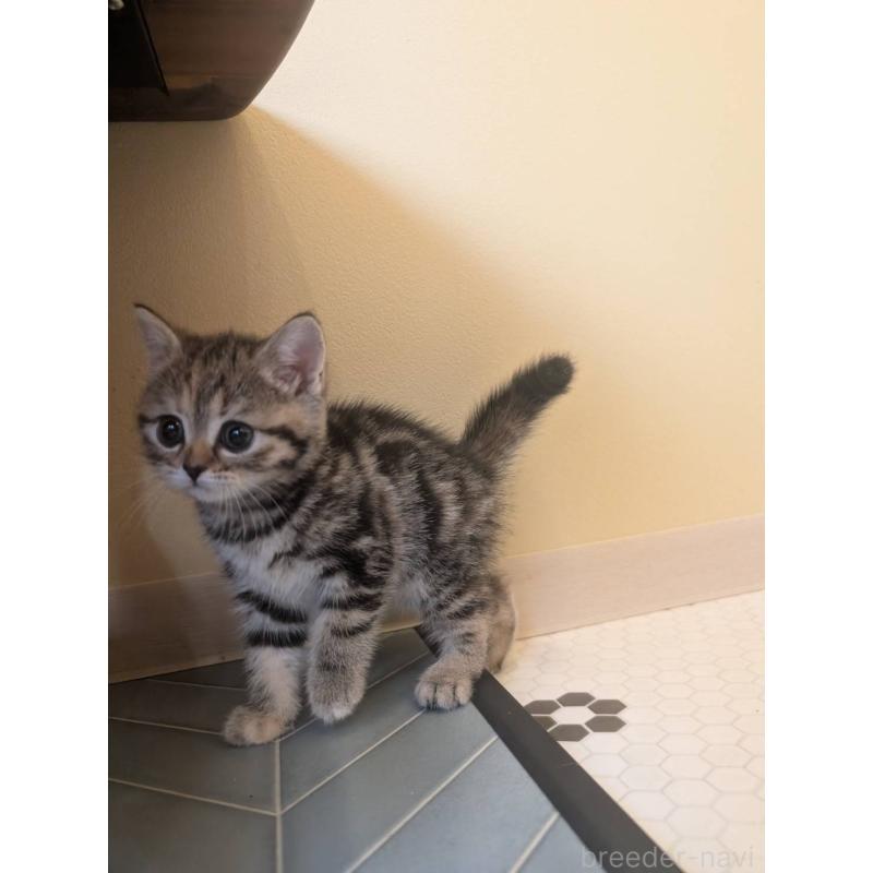 販売中の兵庫県のマンチカン-133010の6枚目