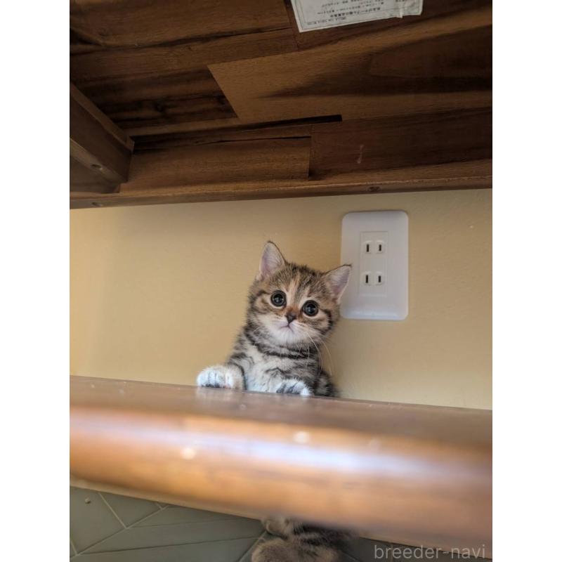 販売中の兵庫県のマンチカン-133010の5枚目