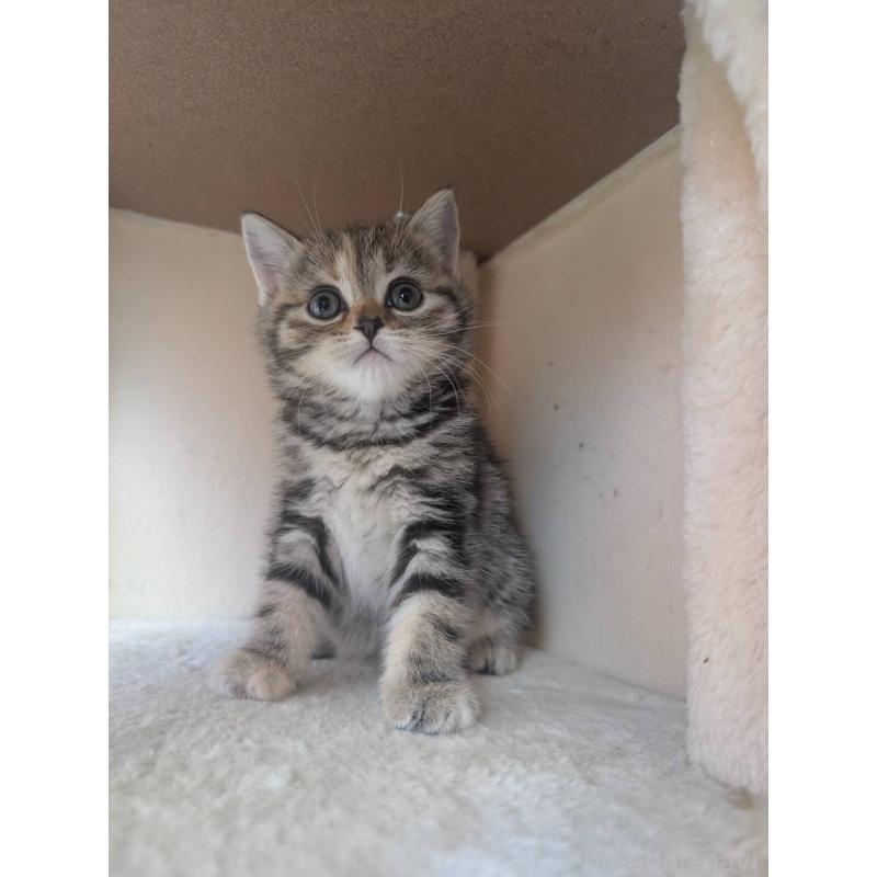 販売中の兵庫県のマンチカン-133010の4枚目