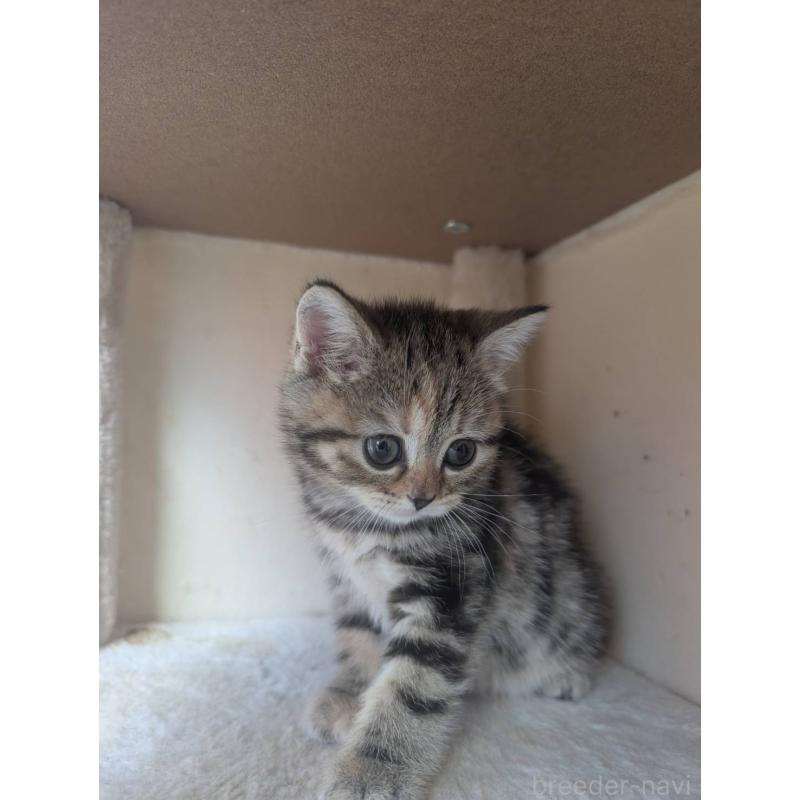 販売中の兵庫県のマンチカン-133010の3枚目